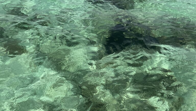 Laut